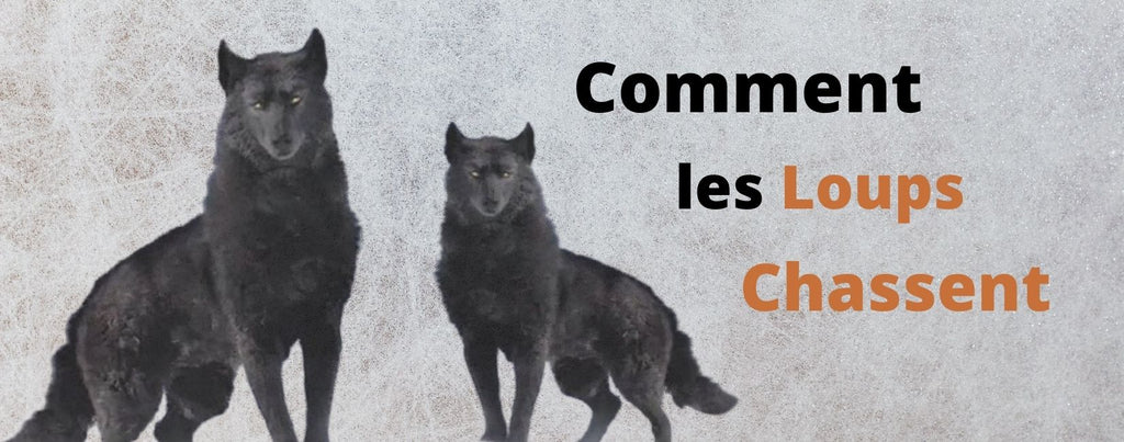 Comment les loups chassent-ils ?