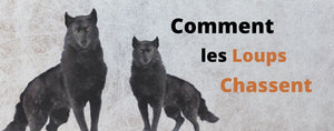 Comment les loups chassent