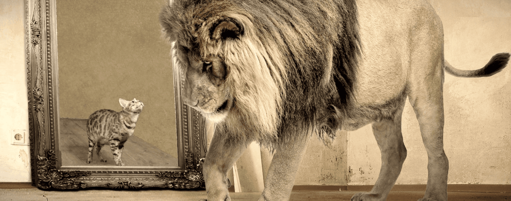 Comparaison entre le chat et le lion