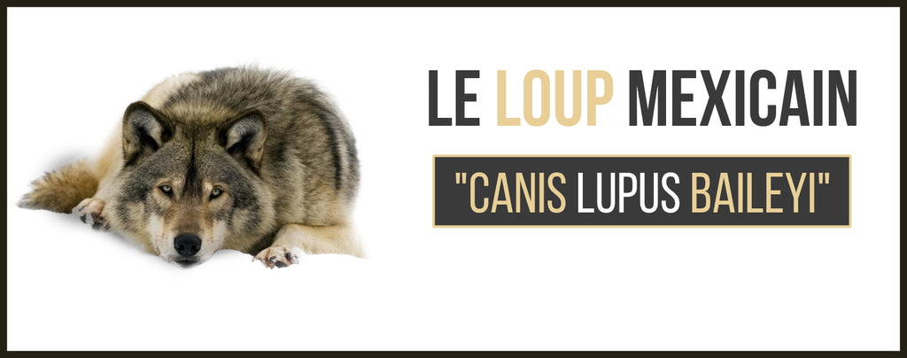 Le Loup du Mexique (Canis Lupus Baileyi)