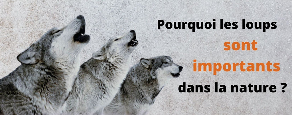 Pourquoi les Loups Sont Importants Dans la Nature ?