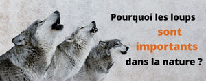 Pourquoi les Loups Sont Importants Dans la Nature