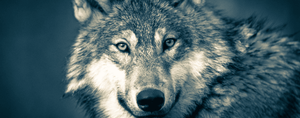 cout-chien-loup