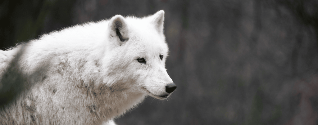 Le loup blanc bébé