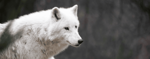 loup-blanc-bebe