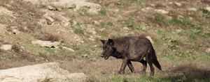 Loup du Canada