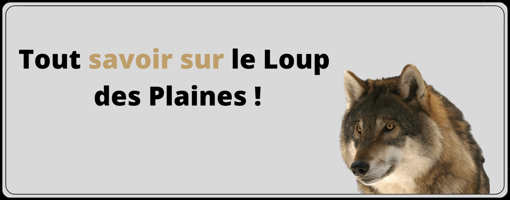 Tout savoir sur le Loup des Plaines