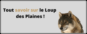 Tout savoir sur le Loup des Plaines