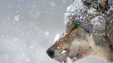 Le symbole du loup chez les vikings