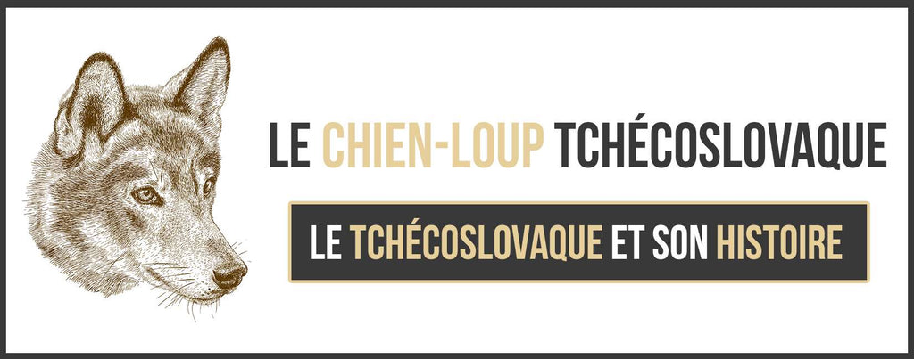 Le Chien-Loup Tchécoslovaque