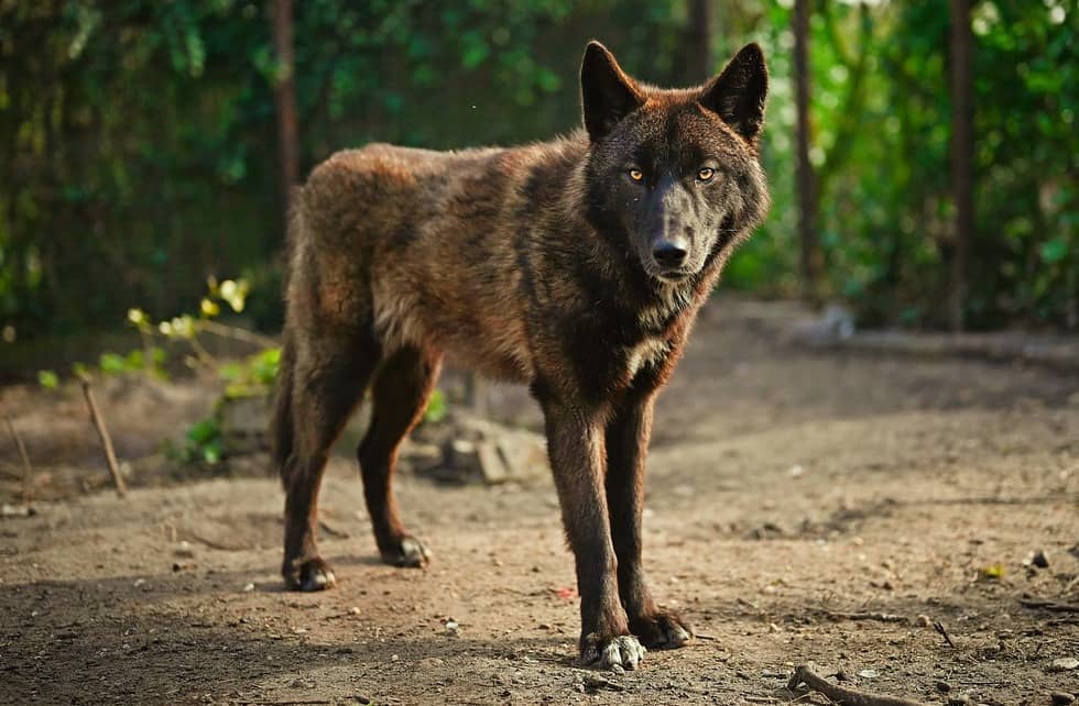 Chien loup américain