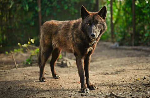 Quels sont les différents types de loups ?