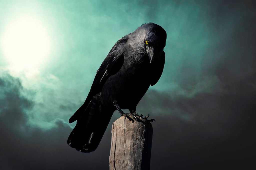 Corbeau Viking : Que signifie cet oiseau dans la mythologie nordique ?