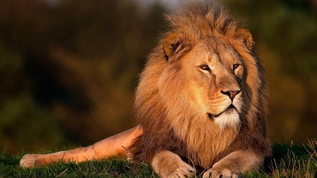 Le Poids d'un Lion : Découvrez les Impressionnantes Statistiques