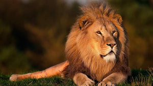 Le Poids d'un Lion : Découvrez les Impressionnantes Statistiques