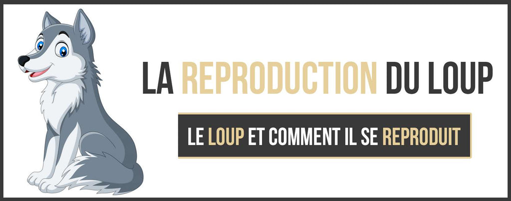 La reproduction du Loup