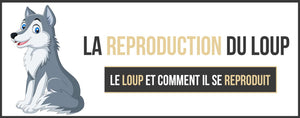 reproduction du loup