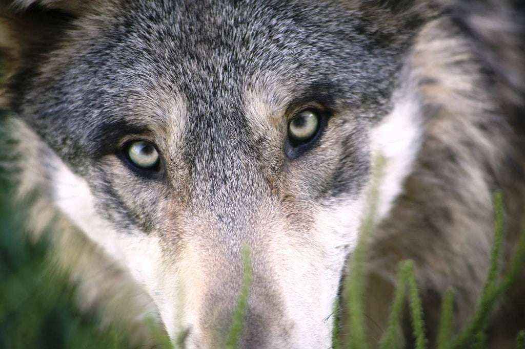 Comment éduquer un chien loup tchécoslovaque ?