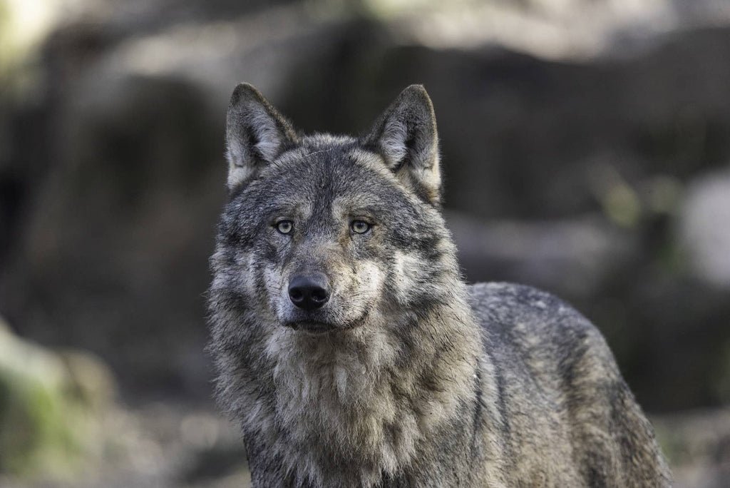 Découvrez les races de loup