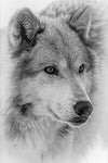 Tableau mural loup