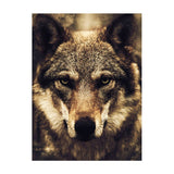 Tableau photo loup