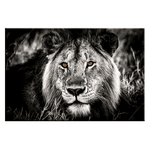 tableau-lion-yeux